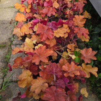 HÖKERA ‘karamel’ / Heuchera ‘Caramel’