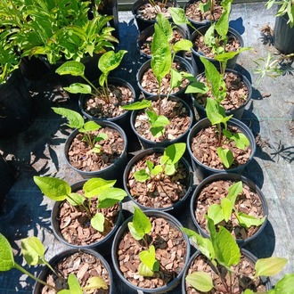EKİNEZYA / Echinacea purpurea spp.