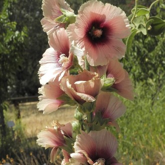KAYISI NURLU GÜLHATMİ / Alcea rosea ‘Halo Apricot Group’