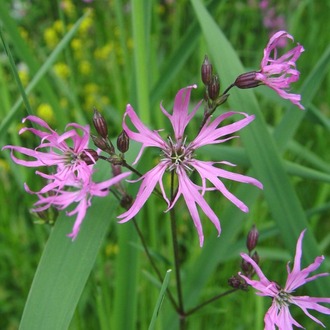 ÇAYIR LİKNİSİ / Lychnis flos-cuculi