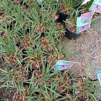 SONBAHAR ALYUMU ‘mor milenyum’ / Allium ‘Cobalt Millenium’