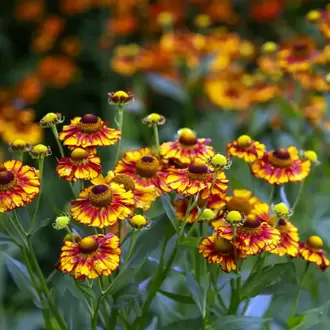 HELENYUM ‘sonbahar’ / HAPŞIRIKOTU ‘sonbahar’ - Helenium autumnale