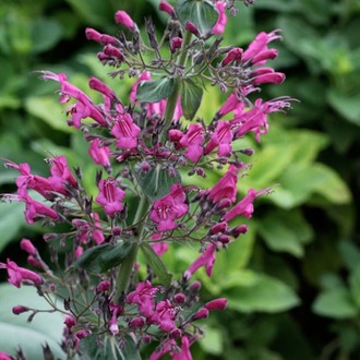 PEMBE LEPEKİNYA / Lepechinia hastata