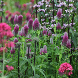 KONİK PEMBE YONCA / Trifolium rubens / *Türkiye Bitkisi