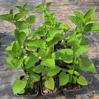 AGASTAŞ ‘karabaş’ / Agastache ‘Black Adder’ 