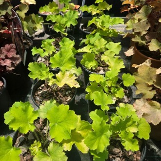 HÖKERA ‘limon dinazoru’ / Heuchera ‘Lemon Dianosour’