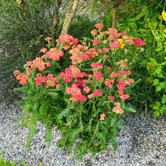 BORDUR CİVANPERÇEMİ – ‘kırmızı kaya’ / Achillea millefolium ‘Milly Rock Red’