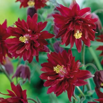 YAKUT HASEKİ KÜPESİ / Aquilegia vulgaris var. stellata ‘Ruby Port’
