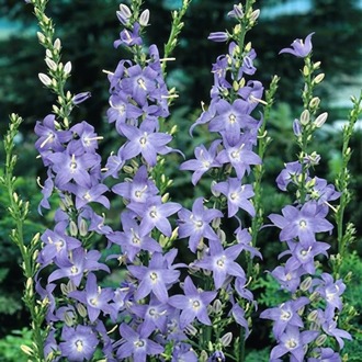 PİRAMİT ÇAN ÇİÇEĞİ / Campanula pyramidalis