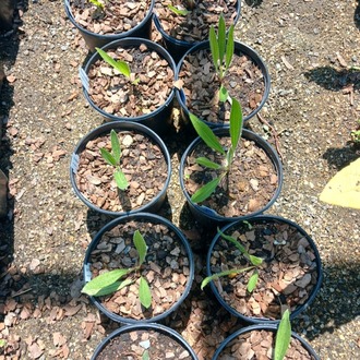 EKİNEZYA PALLİDA / Echinacea pallida
