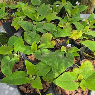 TÜRK ADAÇAYI – AKBAŞLI ÇALBA / Phlomis russeliana / *Türkiye Bitkisi