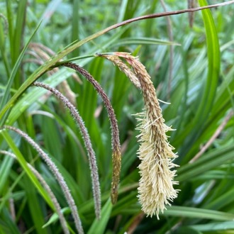 SARKAN KAREKS / Carex pendula