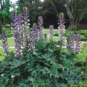AYI PENÇESİ / Acanthus mollis