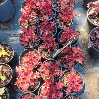 HÖKERA ‘kırmızı alev’ / Heuchera ‘Red Fury’ 