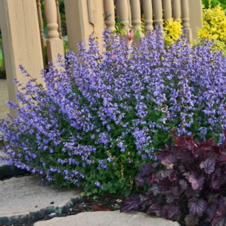 KEDİ NANESİ – NEPETA ‘kedi mavisi’ / Nepeta ‘Purrsian Blue’