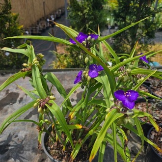 MOR ÇİÇEKLİ TRADESKANTİYA ‘leonora’ / Tradescantia andersoniana ‘Leonora’