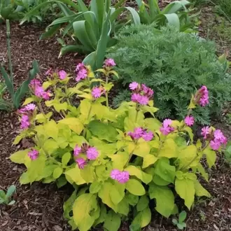 SİLENE ‘altın yaprak’ - Silene dioica ‘Ray’s Golden’