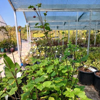 JAPON – ORMAN ANEMONU ‘harikalar’ / Anemone hupehensis ‘Splendens’