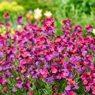ÇALI ŞEBBOY - ERİSİMUM ‘recep’ /  Erysimum ‘Red Jep’