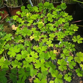 TURNA GAGASI - CERENYUM ‘orkide mavisi’ / Geranium bohemicum ‘Orchid Blue’