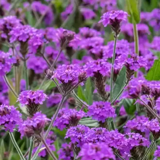 KOMPAKT VERBENA – KOMPAKT MİNE / Verbena rigida