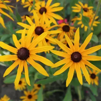 GÜNEŞ ŞAPKASI / RUDBEKYA ‘amsterdam’ - Rudbeckia ‘Amsterdam’