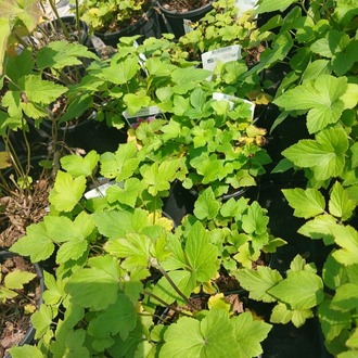 JAPON – ORMAN ANEMONU ‘harikalar’ / Anemone hupehensis ‘Splendens’