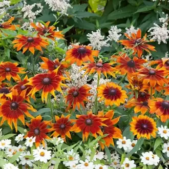 KURAKÇIL RADBEKYA (Güneş Şapkası) ‘sonbahar renkleri’ / Rudbeckia hirta ‘Autumn Colors’