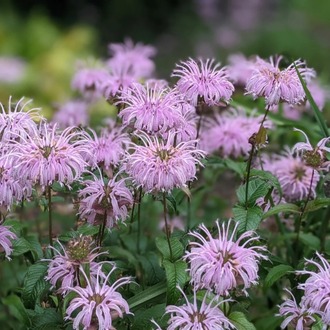 KURAKÇIL MONARDA / Monarda fistulosa