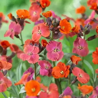ÇALI ŞEBBOY - ERİSİMUM ‘recep’ /  Erysimum ‘Red Jep’