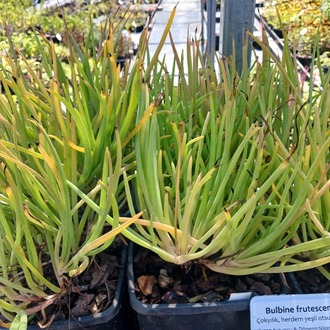 BULBİNE / Bulbine frutescens