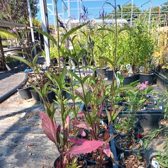 ISLAK VERBENA – ISLAK MİNE / Verbena hastata
