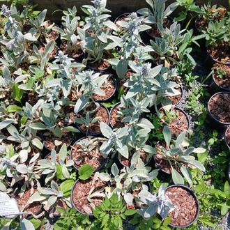 KUZUKULAĞI / STAKİS  Stachys byzantina