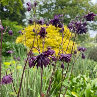 DAĞ HASEKİ KÜPESİ ‘kara mercek’ / Aquilegia vulgaris var. stella ‘Black Barlow’