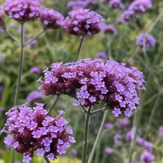 VERBENA - ÇAYIR MİNESİ /  Verbena bonariensis
