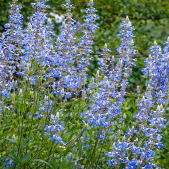 MAVİ BONCUK SALVİYA / Salvia ulginosa