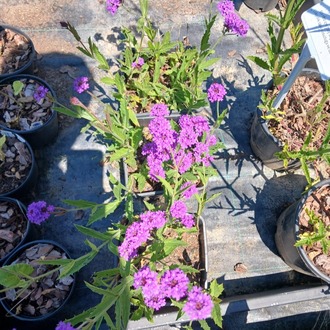 KOMPAKT VERBENA – KOMPAKT MİNE / Verbena rigida