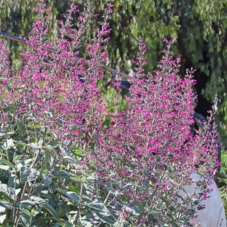 PEMBE LEPEKİNYA / Lepechinia hastata