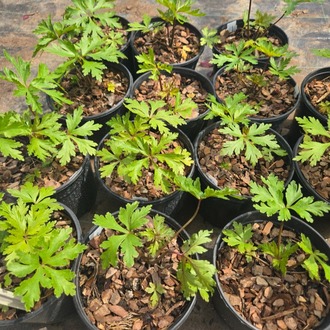 MADERYA CERENYUMU – MADERYA SARDUNYASI / Geranium maderense