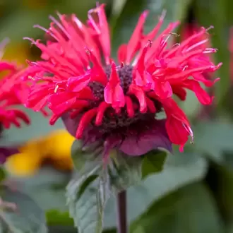 MONARDA ‘mutlu arı’ / Monarda ‘Bee Happy’