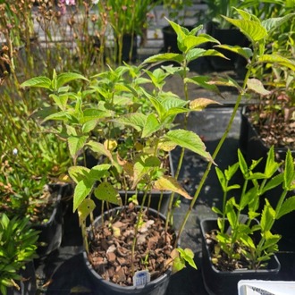 MONARDA ‘bihter gelin’ / Monarda ‘Gewitterwolke’