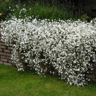 BEYAZ FARE DİŞİ /  Cerastium tomentosum