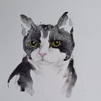 kedi