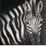 zebraa