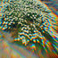 Daisies