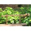 Kızılderili Flüt F 55 cm