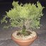 Bonsai Ardıç 