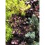 Sedum - Karışık 48’li Viyol
