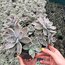 Graptopetalum paraguayense - Sukulent
