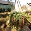 Senecio sukulent 